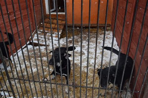4.a klase ziedo dzīvnieku patversmei “Ķepu- ķepā” nepieciešamās lietas ...