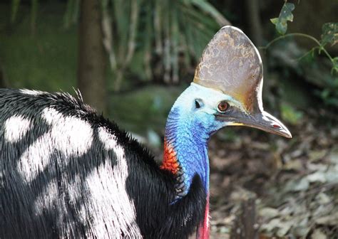 Cassowary Img 6118 Southern Cassowary Casuarius Casuarius Flickr