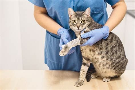 Kaki Kucing Pincang Ketahui Penyebab Dan Cara Menanganinya Alodokter