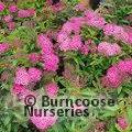 Spiraea Japonica Anthony Waterer From Burncoose Nurseries