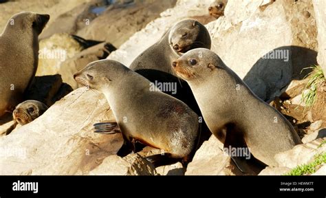 The Most Common Seal On The New Zealand Mainland Is The New Zealand Fur