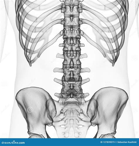 Lumbar Spine And Lumbar Vertebra Labeled Anatomical Illustration