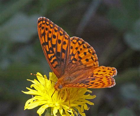 Atlantis Fritillary Butterflies Of Fundy National Park Of Canada Les