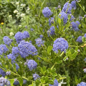 Ceanothus Thyrsiflorus Skylark C Anohte Le Chatel Des Vivaces