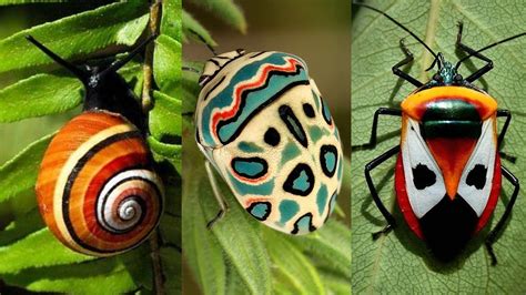 Colorful Insects Bugs