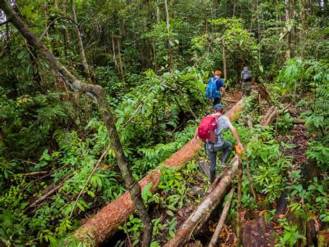 Caminata Diurna Y Nocturna Por La Selva Amazon Experience Jungle