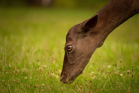 Fallow Deer By Michalfrgelec On Deviantart