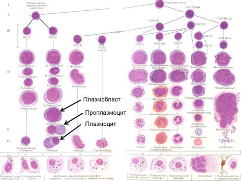 Эритроцитозы. Истинная полицитемия. Миеломная болезнь - презентация онлайн