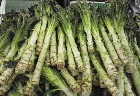 celtuce   freshview foods
