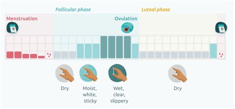 Cervical Fluid Read Your Body