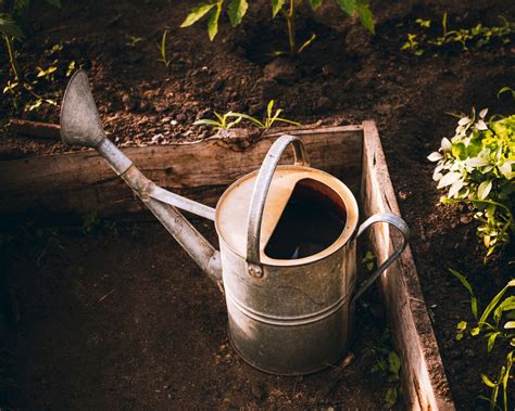 Tips for Watering Roses: When, How Often, and How Much - Gardening Den