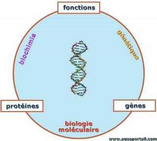 Hybridation moléculaire définition et explications