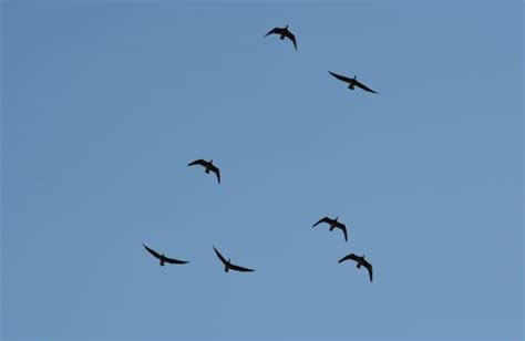 Banco de imagens natureza asa luz Ave marinha rebanho voar céu