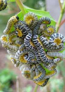 Dogwood Sawfly Larvae - What's That Bug?