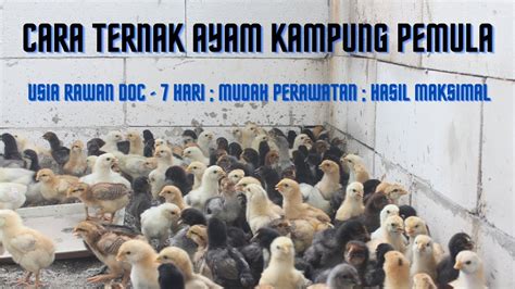 Cara Ternak Ayam Kampung Ulu Pemula Usia Rawan Doc 7 Hr Mudah