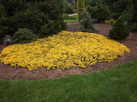 mother lode juniper (or wintercreeper) for golden ground cover- 6" high, 6-10' wide | Front yard ...