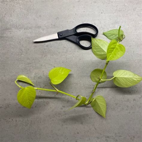 Neon Pothos Propagation In Leca 10 Step Process With Pictures Teak