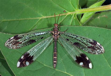 Adult Antlion Stock Image F0313264 Science Photo Library