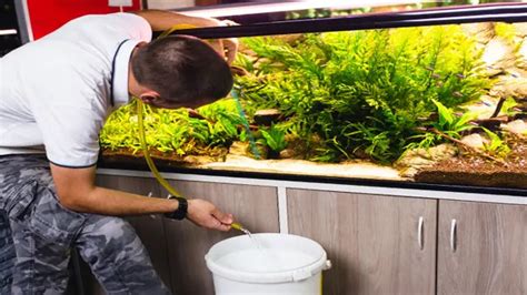 How To Decrease General Hardness In Aquarium And Improve Fish Health