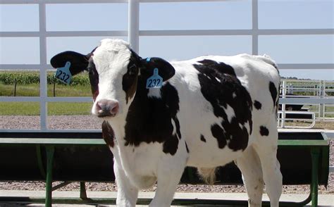 Human Cow Hybrid All About Cow Photos