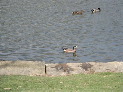 Lincoln Park Commons Pond News Kettering Ohio Rare Unknown Breed Of