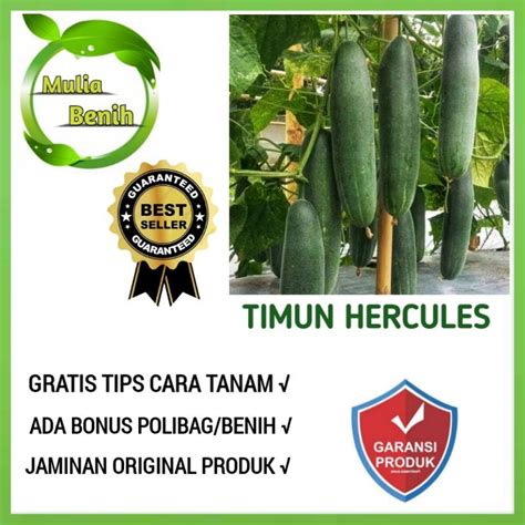 Jual Isi Biji Benih Timun Lalap Herculess Plus Bibit Tanaman