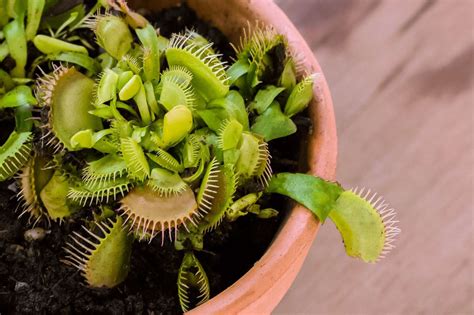 Venus Fly Trap Plant Care And Growing Guide