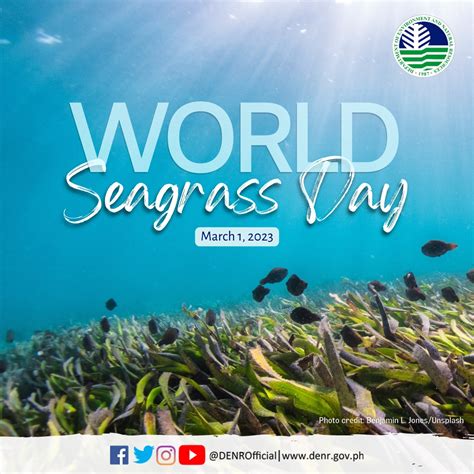 March 1 Is World Seagrass Day News Press