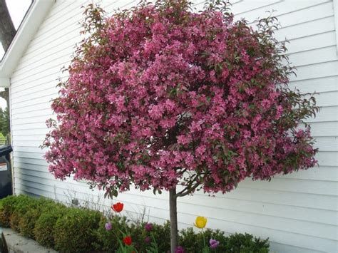 WINSTON’S PLANT SPOTLIGHT: PRAIRIFIRE CRABAPPLE - Bret-Mar Landscape ...