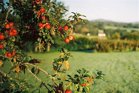 "Autumn Apples On An Apple Tree" by Stocksy Contributor "Darren Seamark ...