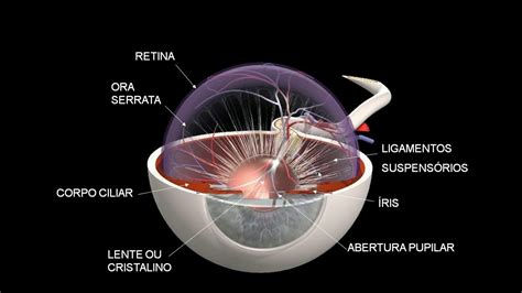 Jud As Verdes Gato De Salto Predecesor Anatomia Globo Ocular Humano