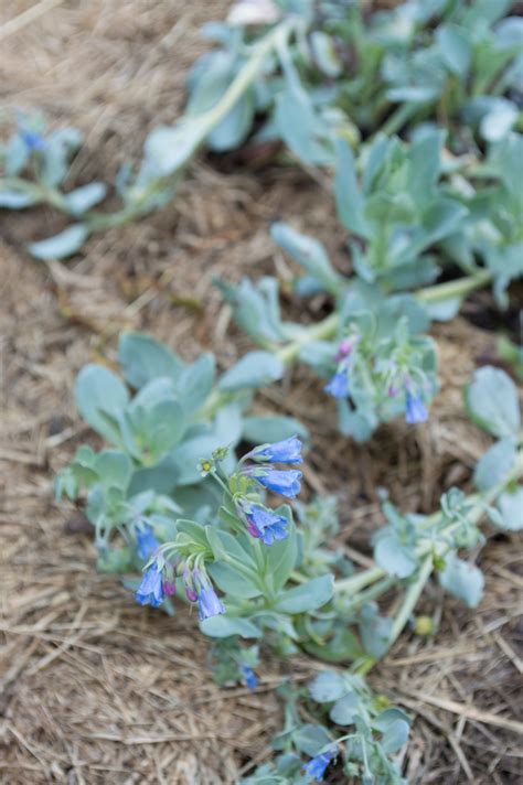 Garten Navi Austernpflanze Mertensia Maritima