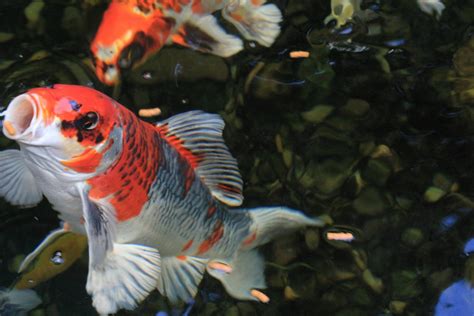 Free Stock Photo Of Fish Koi Koi Fishes