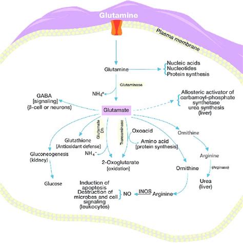 Glutamine Intracellular Metabolic Pathway Download Scientific Diagram