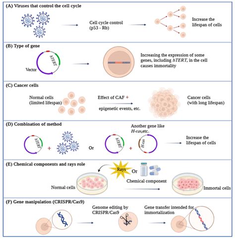 Life Free Full Text Cell Immortality In Vitro Effective Techniques