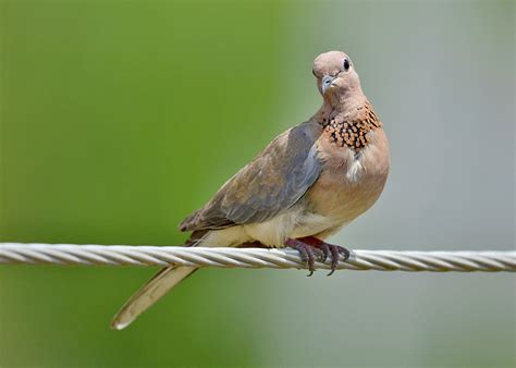 Laughing Dove | BirdForum