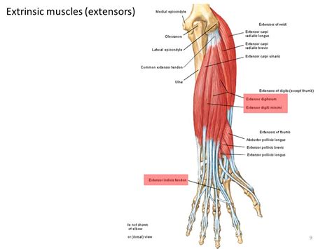 Extrinsic Extensor Muscles Of The Hand Atelier Yuwa Ciao Jp