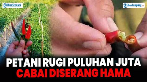 Hama Ulat Serang Petani Cabai Di Lampung Tengah Rugi Sampai Puluhan