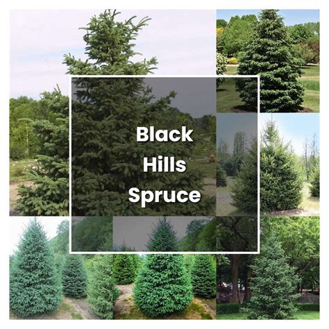 How To Grow Black Hills Spruce Plant Care And Tips Norwichgardener