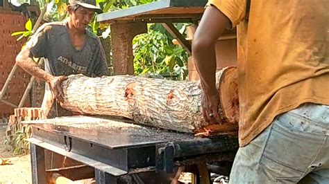 Kerentak Ada Yang Tersisa Proses Penggergajian Kayu Mahoni Merah