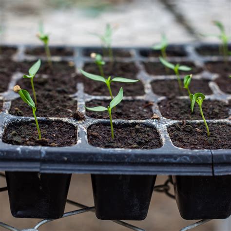 Paprika Aussaat So Gelingt Der Anbau