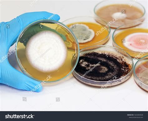 2,417 Mold lab testing Images, Stock Photos & Vectors | Shutterstock