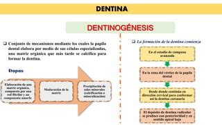 Teoria De Formacion De Dentina Y Esmalte PPT