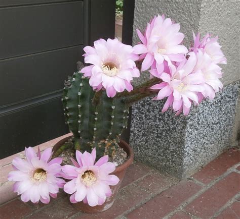 大きくて美しいサボテンの花 咲っく南花台com