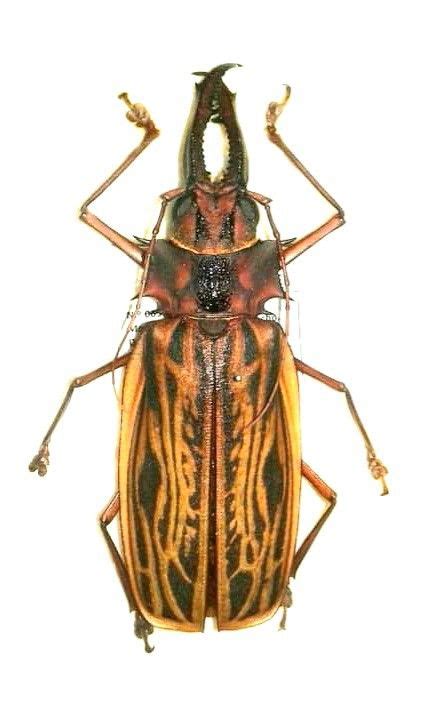 Macrodontia Cervicornis Linnaeus Macho Femea