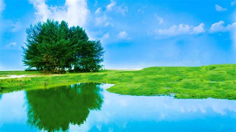 Green Tree Branches Grass Field Under White Clouds Blue Sky Reflection