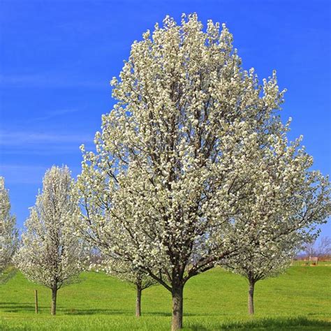 Flowering Pear Callery Pear Chanticleer Pyrus Calleryana