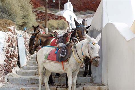 Overweight Tourists Are Crippling Santorini S Donkeys The Points Guy