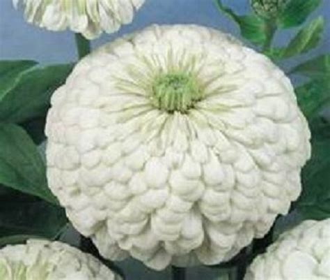 F Zinnia Elegans Polar Bear X Seeds White Spring Summer Garden