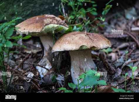 Funghi Porcini Fungi In The Woods Mushrooms Mycology Stock Photo Alamy